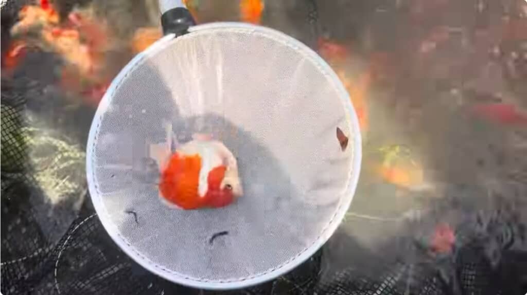 大きいタマサバ