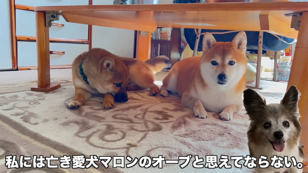 マロン先輩が帰ってきているのかもしれません