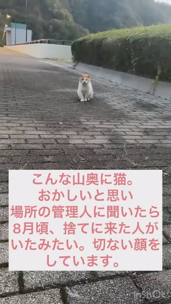 山奥で出会った1匹の老猫