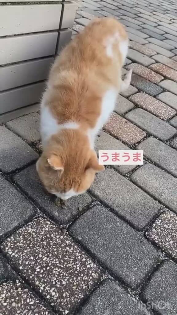 ごはんをあげます