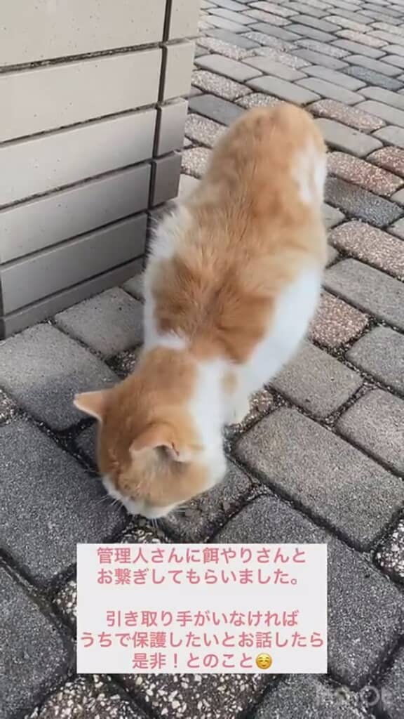 保護することが決定！