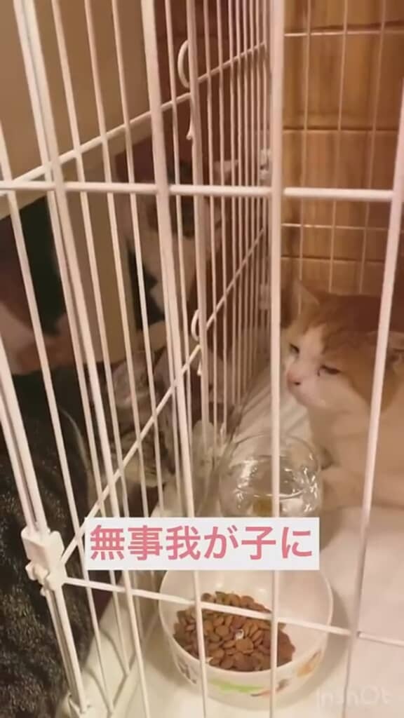 無事に保護されたクリちゃん