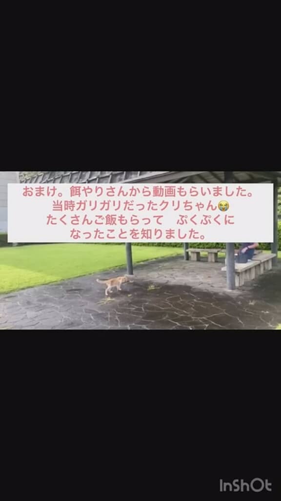 ガリガリだった頃のクリちゃん