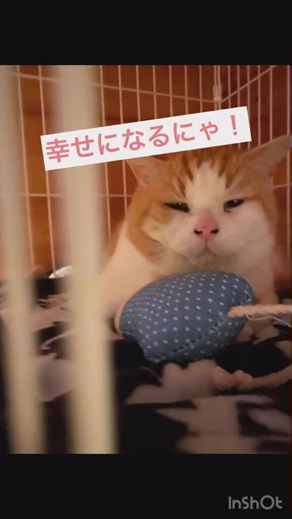 新しいおうちでリラックス