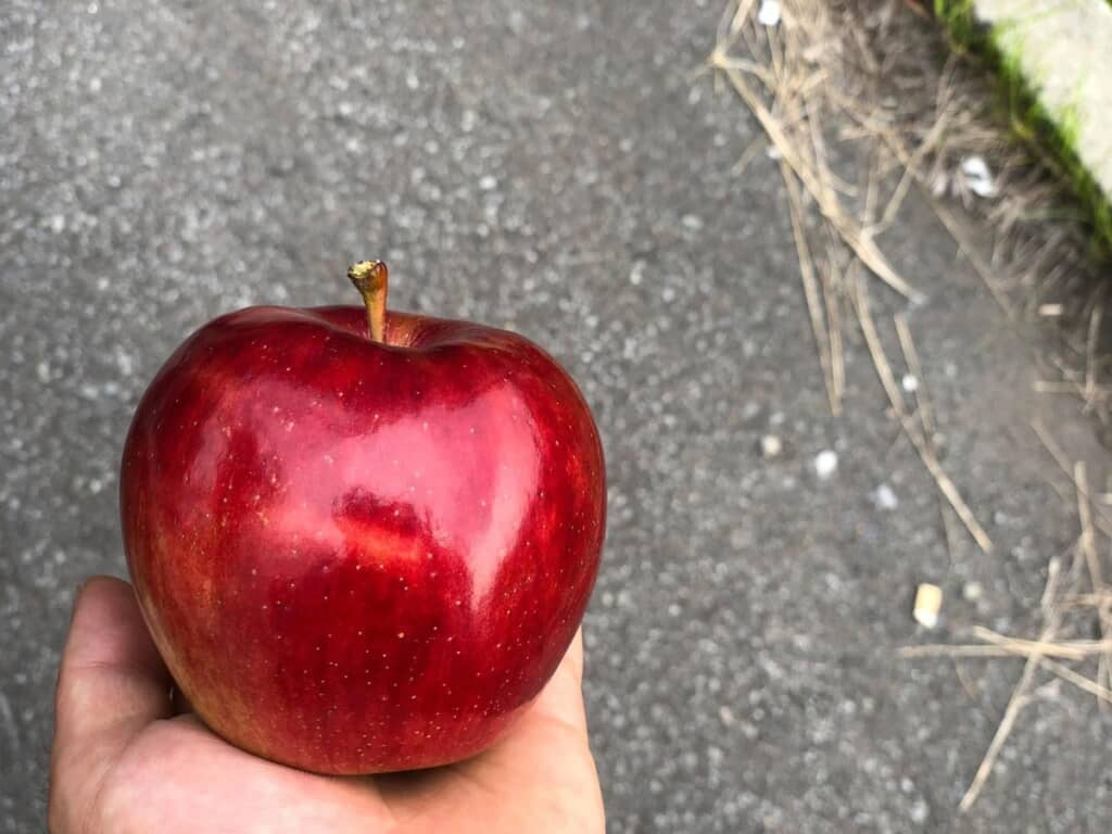 弘前の農家さんからもらった林檎