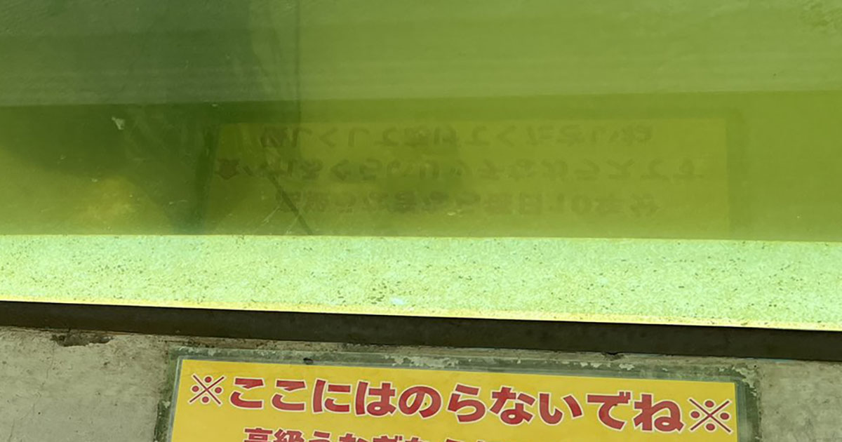 水族館のカピバラ水槽→ふと足元を見てみると……　思わず二度見の“注意書き”が1900万表示「ジワる」「まじで好き」（1/3） | ライフスタイル ねとらぼ