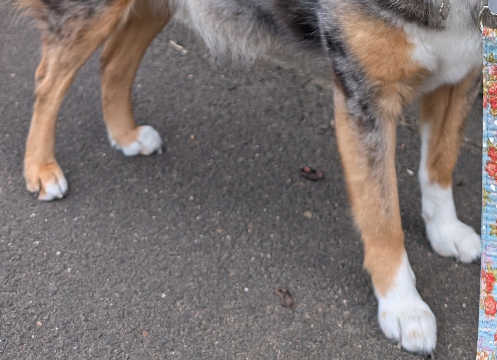 散歩中、よく「何という犬種ですか？」と聞かれる愛犬→一度見たら忘れられない姿に「すげ～！」「イケメンでかわいすぎる！！」（1/3） | 犬 ねとらぼ