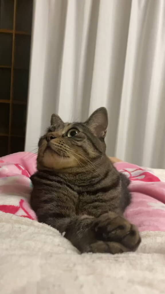 1点を見つめたまま動かなくなってしまったごまくん