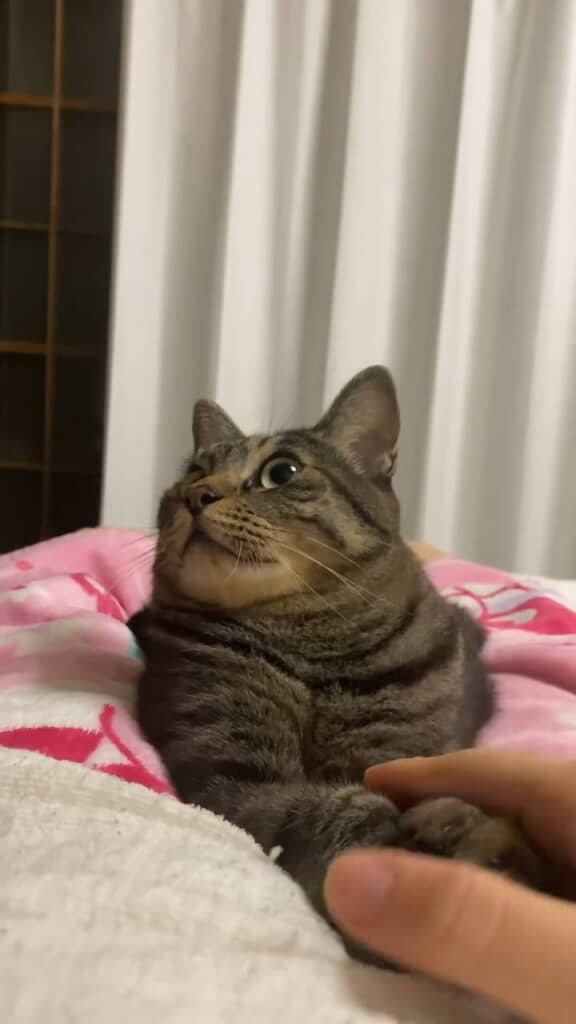 前足に触れても動かず