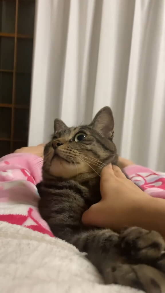 ゆさゆさしても変わりません。一体何が……