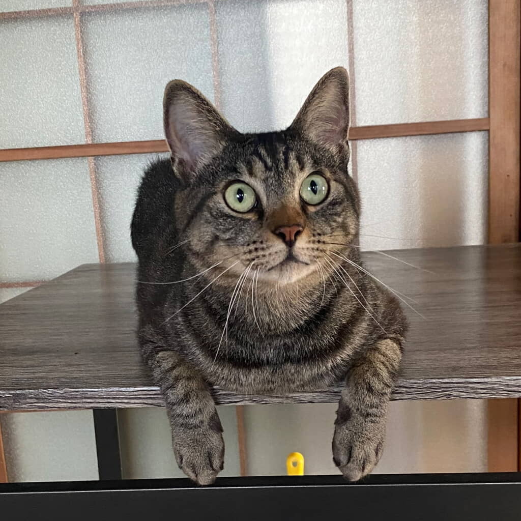 ごはん待ちのごまくん