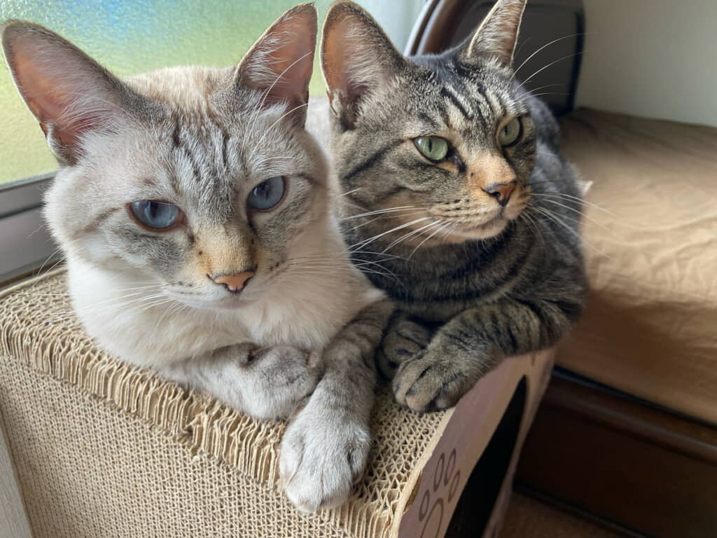 イケメン兄弟だ