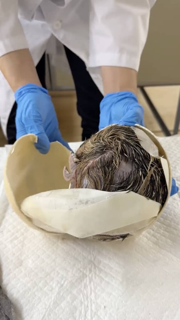 みちみちに詰まったヒナ