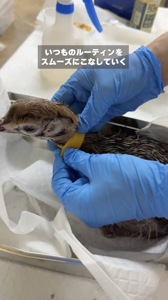 首と足にバンドを巻きます