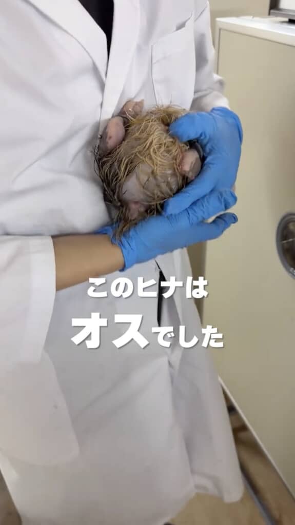 雌雄鑑別の結果、オスであることが分かりました