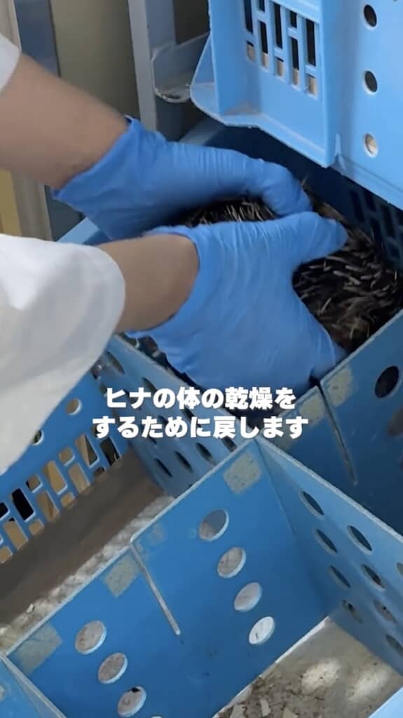 いったんふ化器に戻します