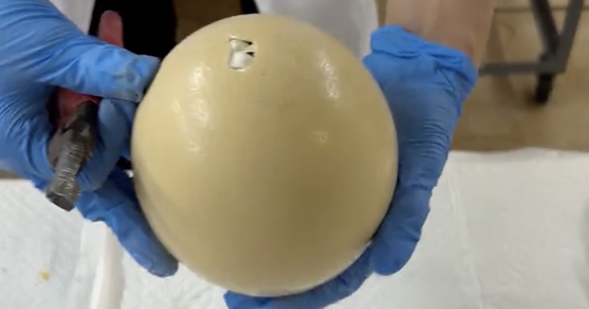 予定日にふ化しなかったダチョウの卵、ペンチで割ったら……「おー!!!」　まさかの中身が190万再生「ハラハラした」「不思議だなあ」（1/2） | その他生き物 ねとらぼ