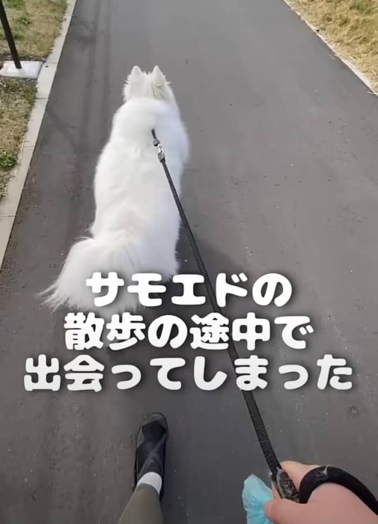 だいふくちゃんとお散歩