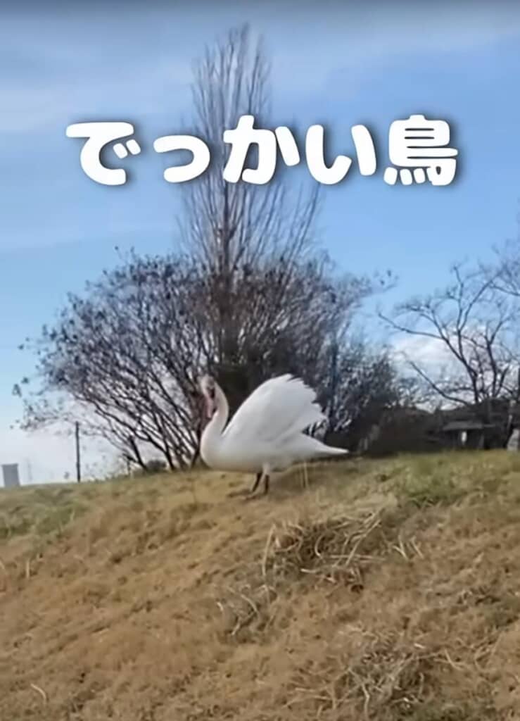 デッカい鳥と遭遇