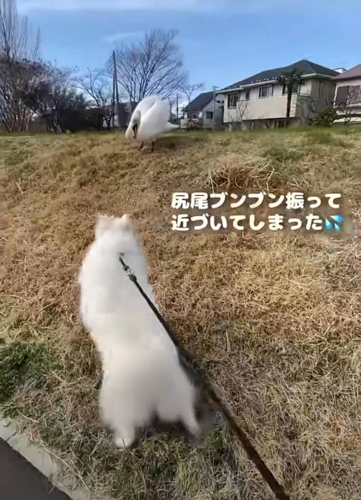 だいふくちゃんは白鳥の興味津々