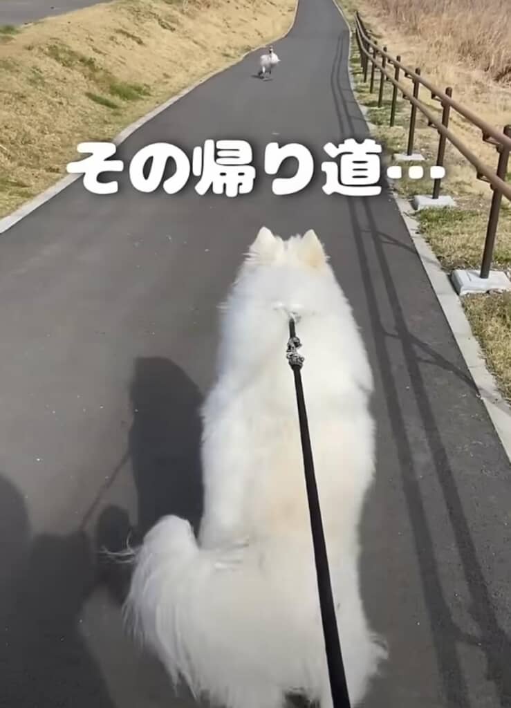 帰り道、またまた白鳥と遭遇