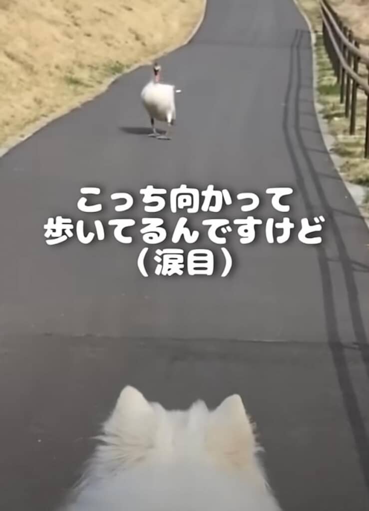 しかも、こちらに向かってる!?