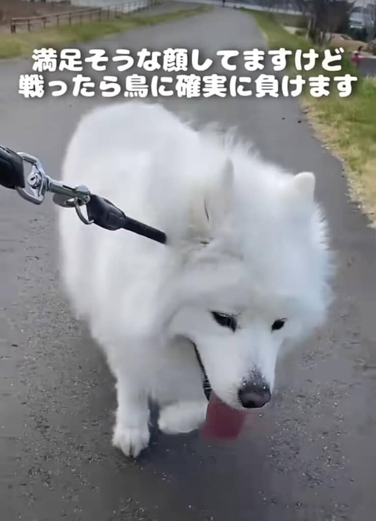 なんだか満足げなだいふくちゃん