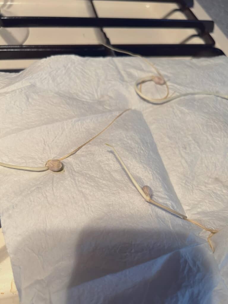 レモンサワーに使ったレモンの種から発根