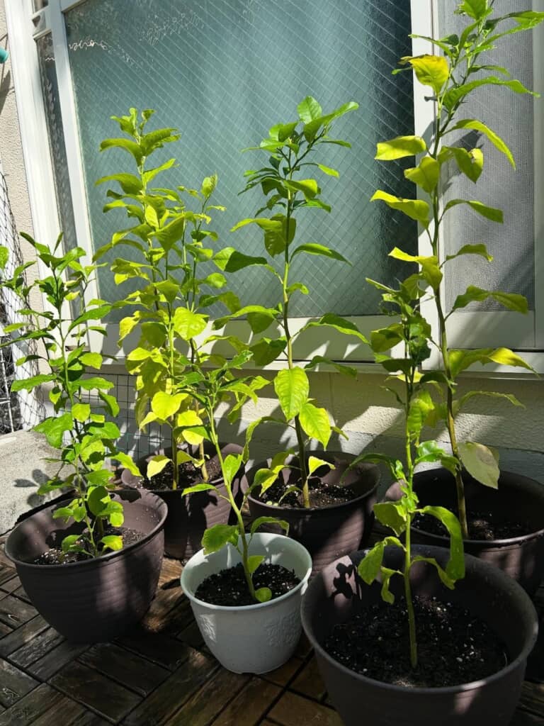 1年後、スクスクと成長！