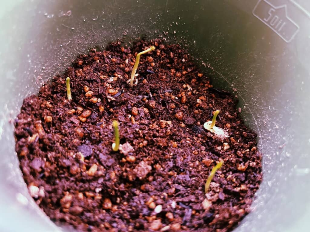 発芽したころの様子