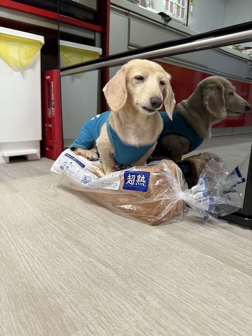 超熟をベッド代わりにして眠るくぅちゃん