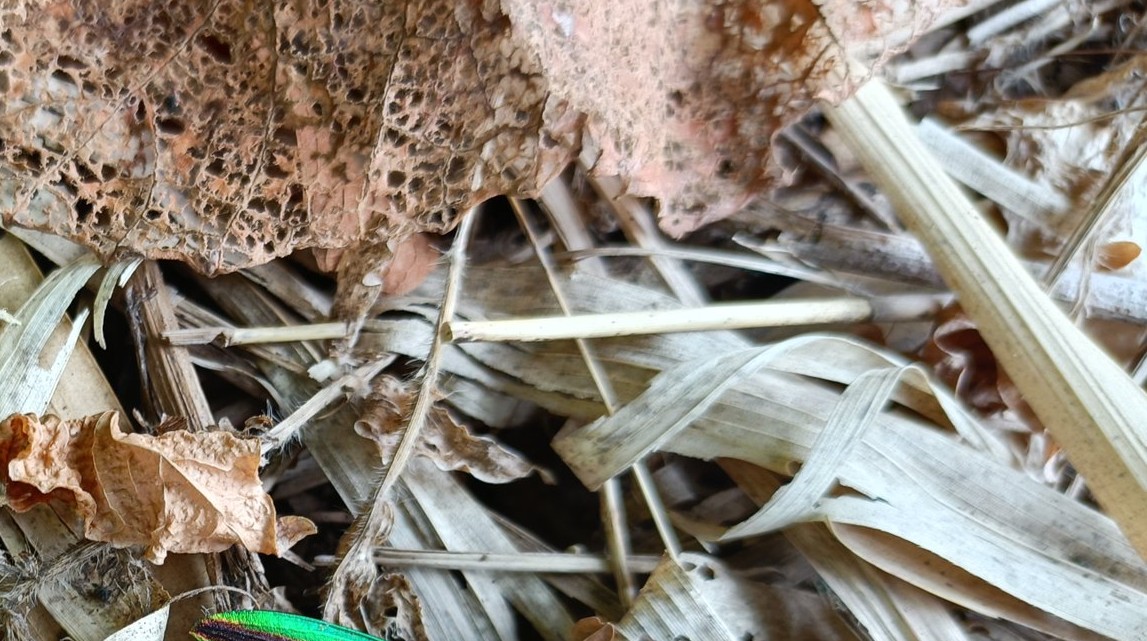 散歩中、足元をふと見ると→「ネイルチップ落ちてる」　美しすぎる“まさかの生き物”に「うわぁー！」「ぎゃるすぎる」「これは売れる…！」（1/3） | その他生き物 ねとらぼ