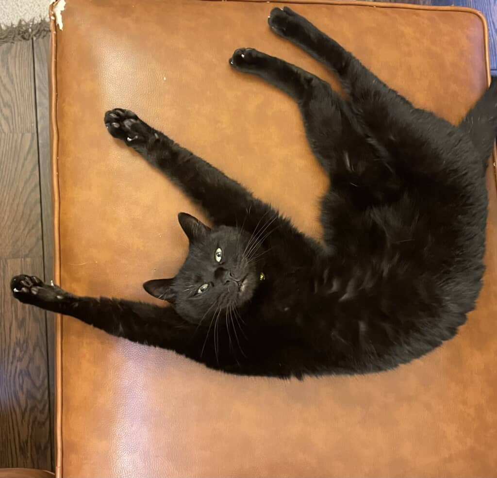 拾った猫ちゃんの成長