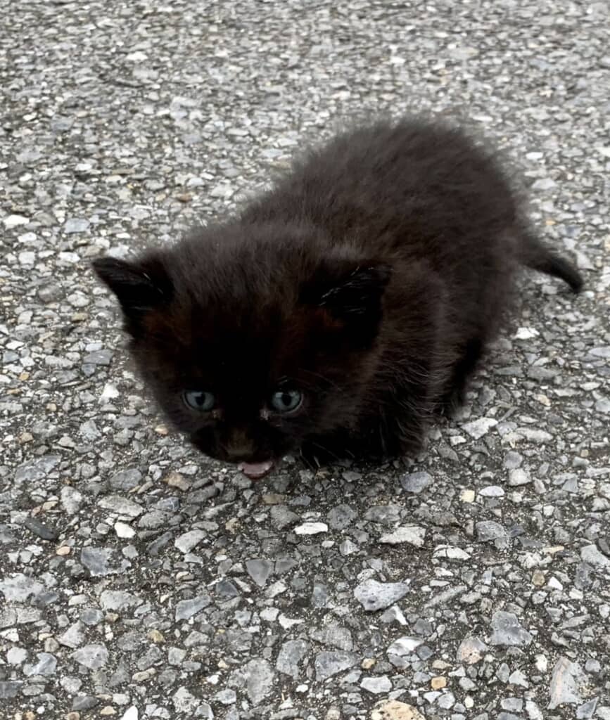 拾った猫ちゃんの成長
