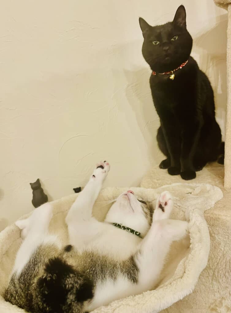 拾った猫ちゃんの成長