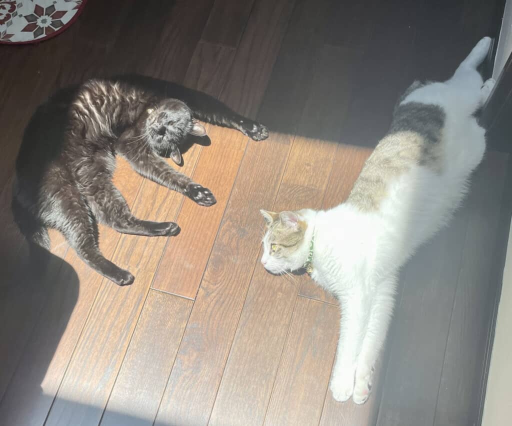 拾った猫ちゃんの成長