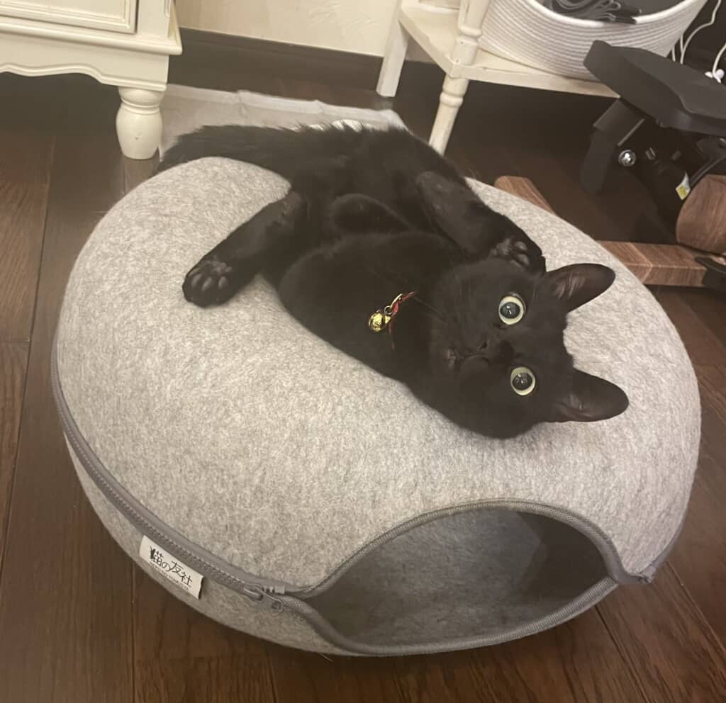 拾った猫ちゃんの成長