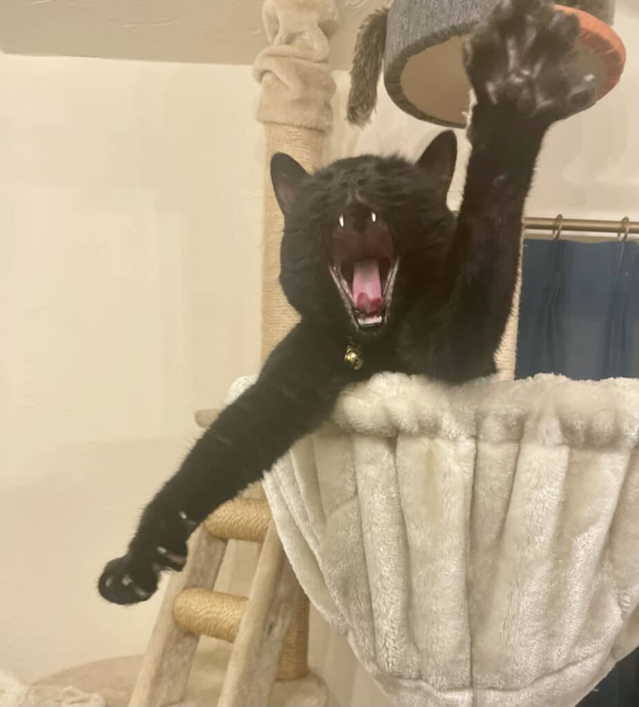 拾った猫ちゃんの成長