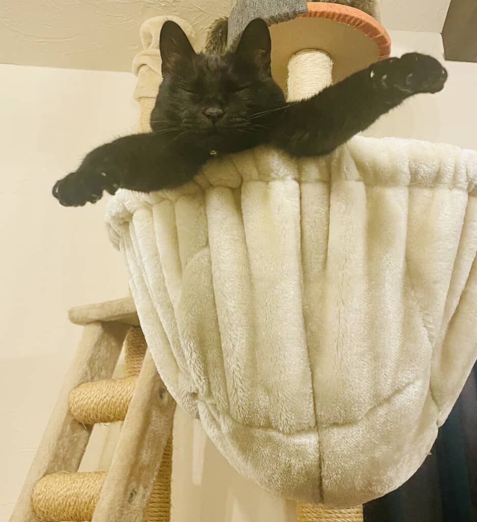 拾った猫ちゃんの成長