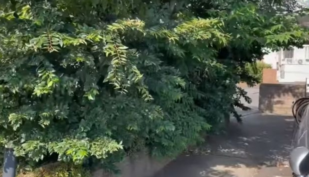 伸び放題で苦情が寄せられる植え込み、プロが伐採すると……　見違える光景に「すばらしい」「格好いい！」（1/3） | ライフスタイル ねとらぼ