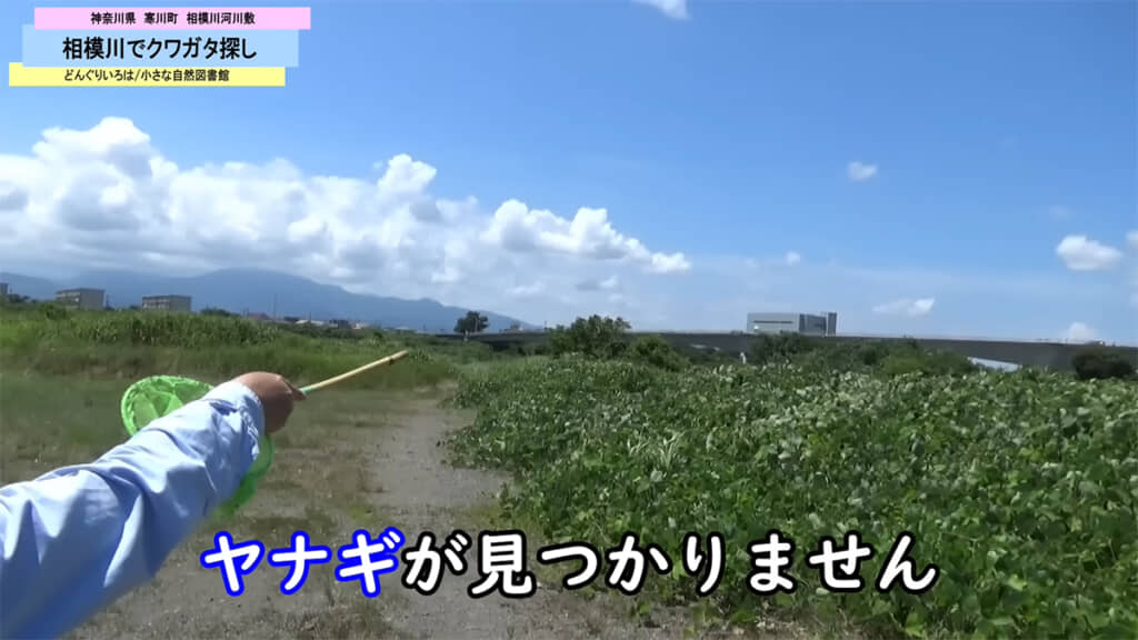 この辺りではヤナギの木は珍しいのかもしれません