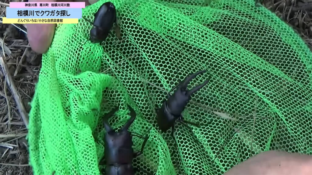 3匹ものノコギリクワガタが落ちてきました