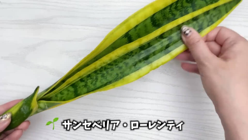 ダイソーのサンセベリア・ローレンティ（110円）