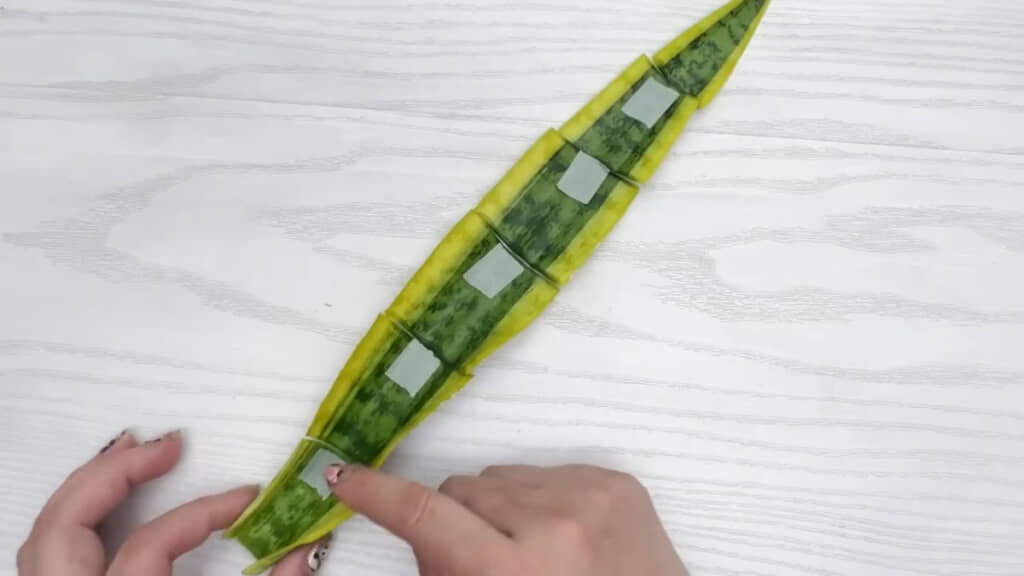 5～7センチずつカットした葉。上下がわかるように目印を付けています