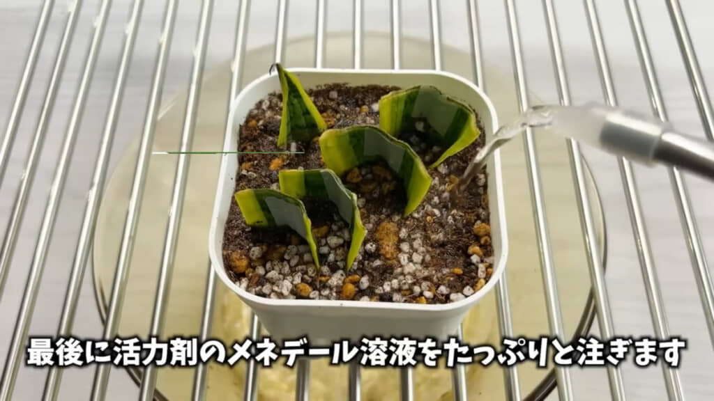 あっという間に葉挿しが完了