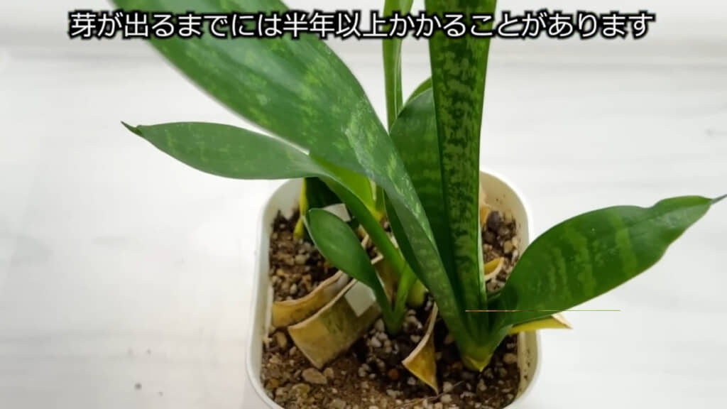 葉の斑（模様）がなくなったサンセベリアもまたすてきですね