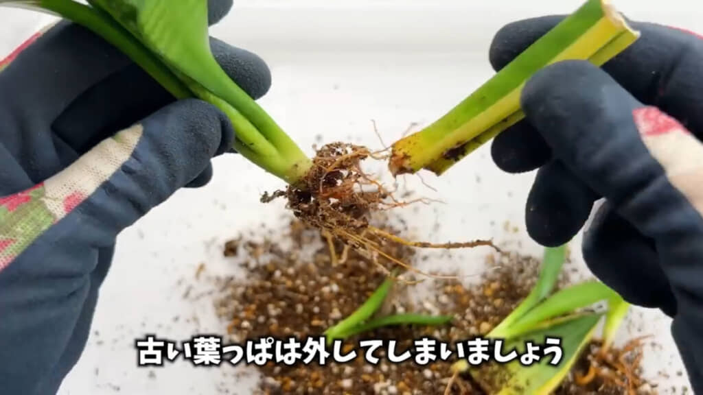 葉挿しで成長したサンセベリアを植え替えます