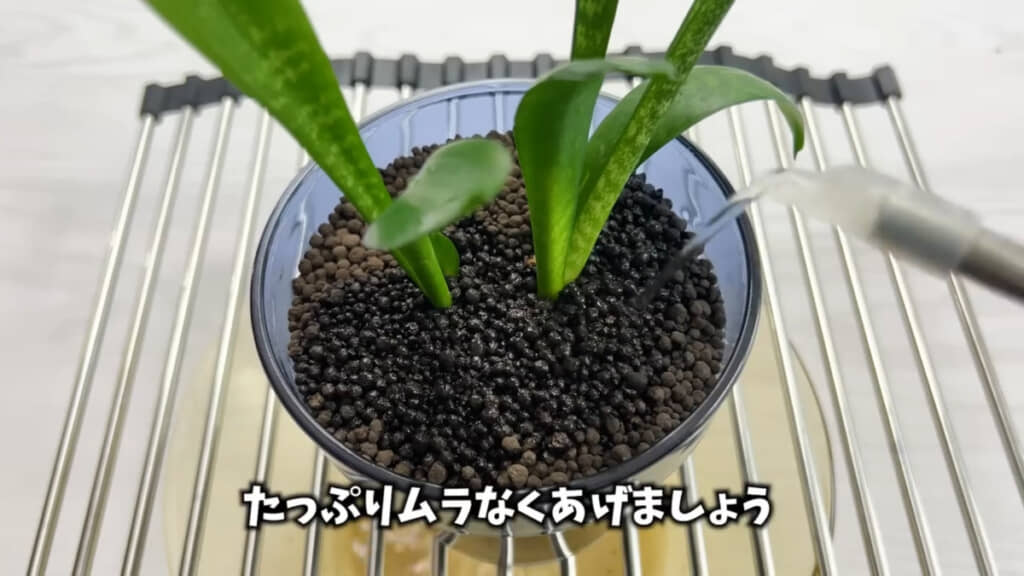 活力剤を与えて植え替え完了