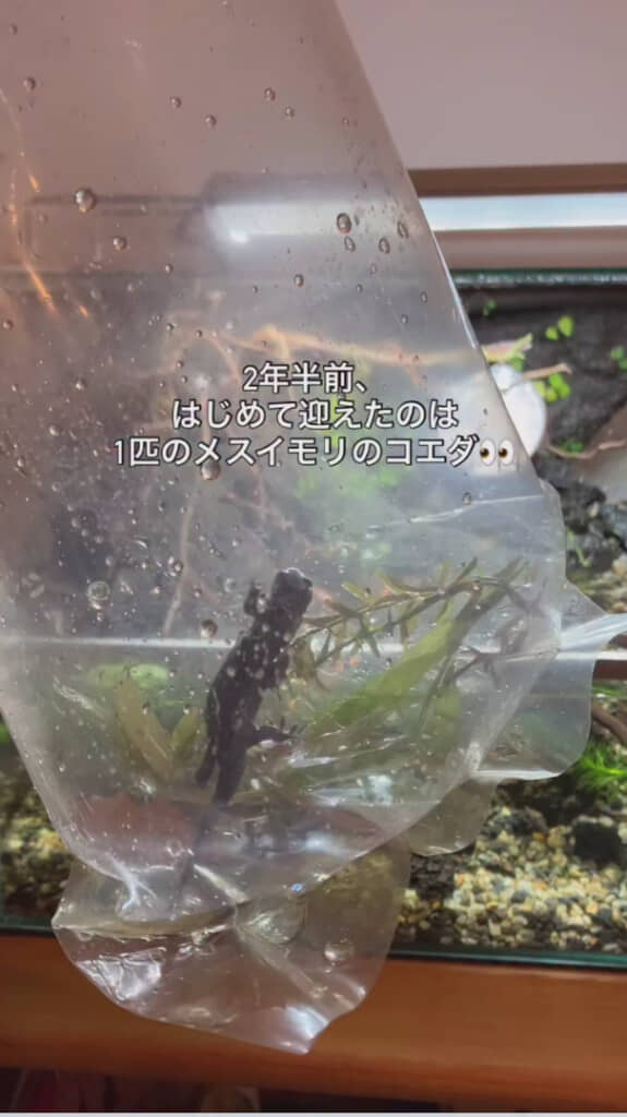 2年半前からイモリを育て始める