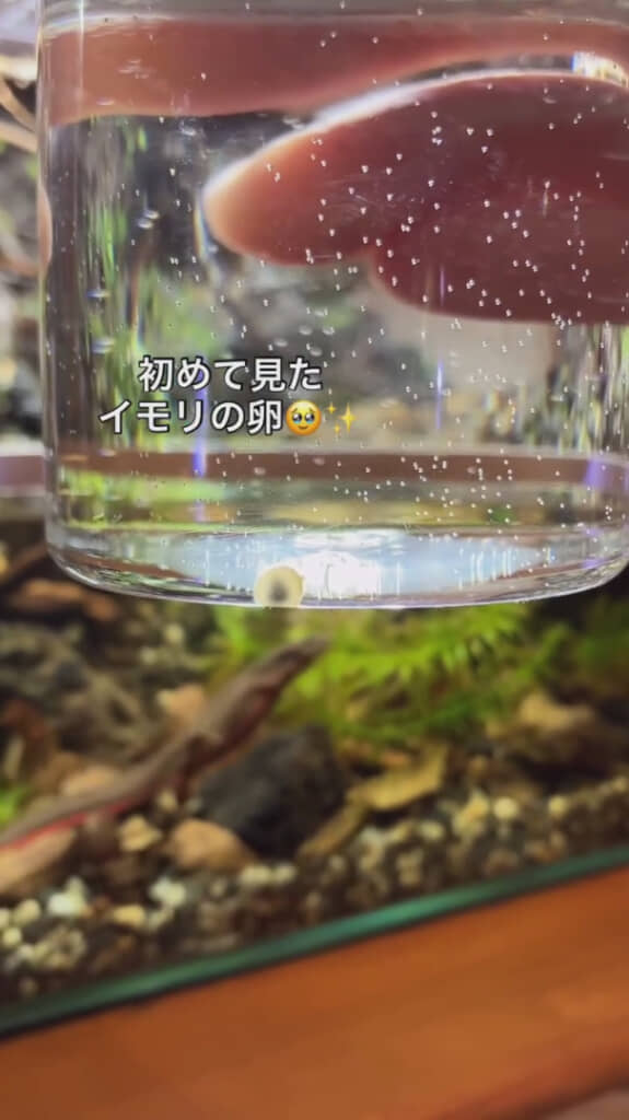 丁寧に採取したイモリの卵